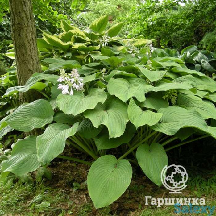 Хоста кингсайз (xl), фотография 1