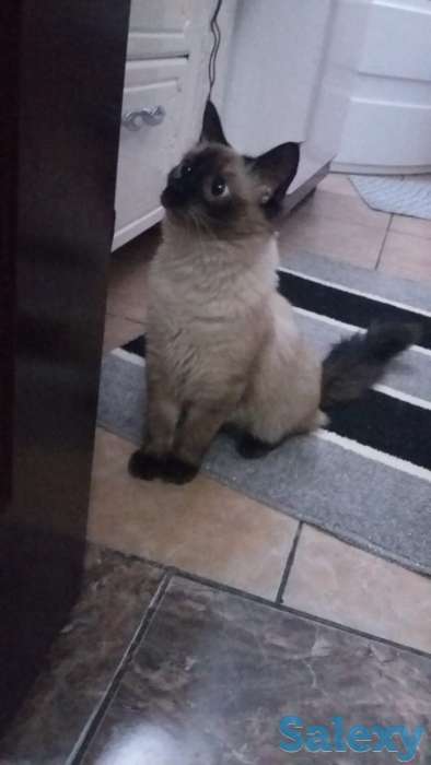 Продаю кошка 6 7мес к лотку, фотография 1