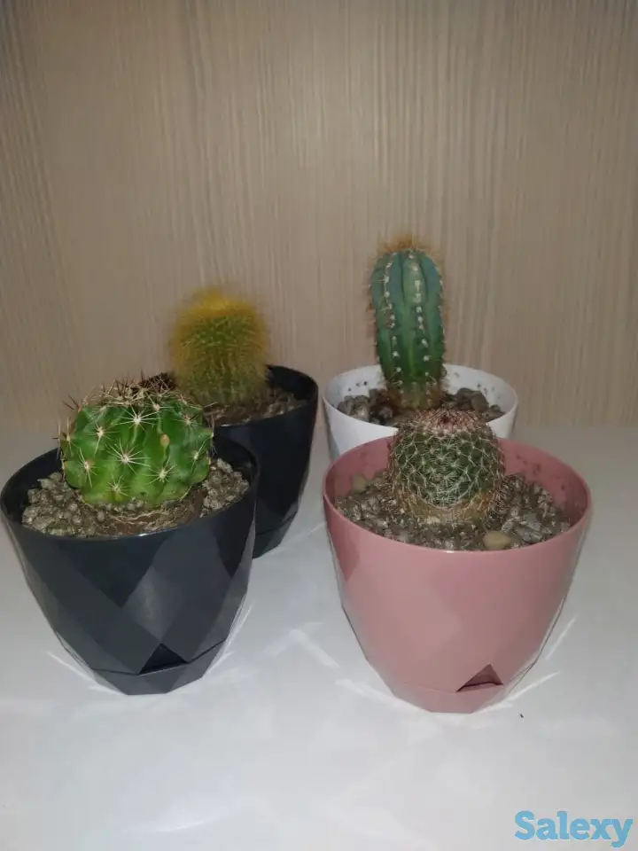 Комнатные растения, фотография 2