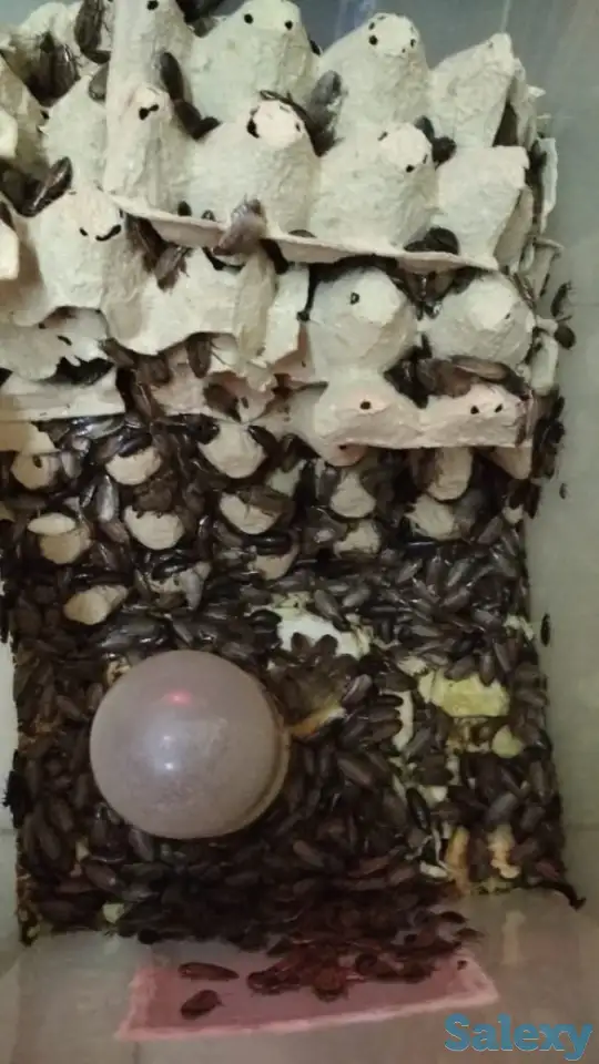 продам колонии тараканов двух видов, фотография 1