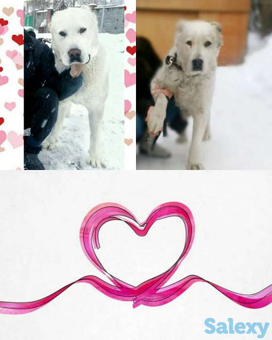 Продаются щенки САО от Ак Сункара - отец и Helisia De Wait Bonia - мать щенков., фотография 1