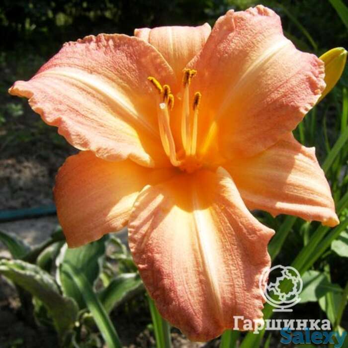 Лилейник Чилдрен Фестивал, фотография 1