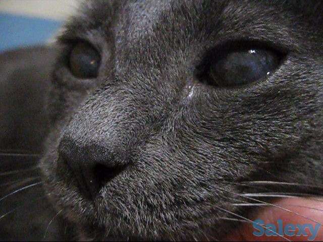 Кличка кота Нешик порода Русская голубая, фотография 1