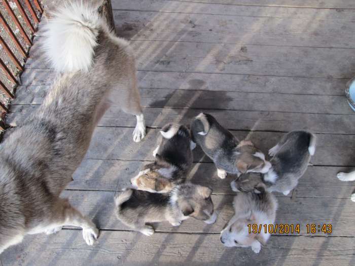 западно -сибирские лайки, фотография 3