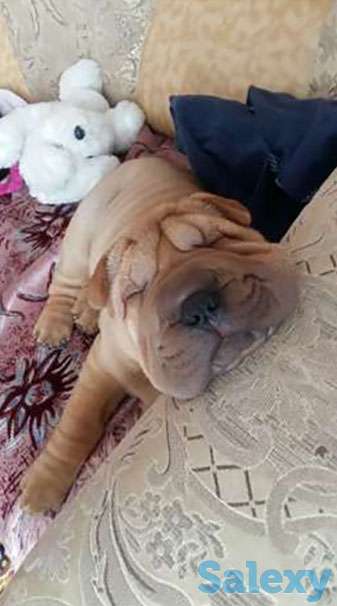 Продам щенков шарпея., фотография 1