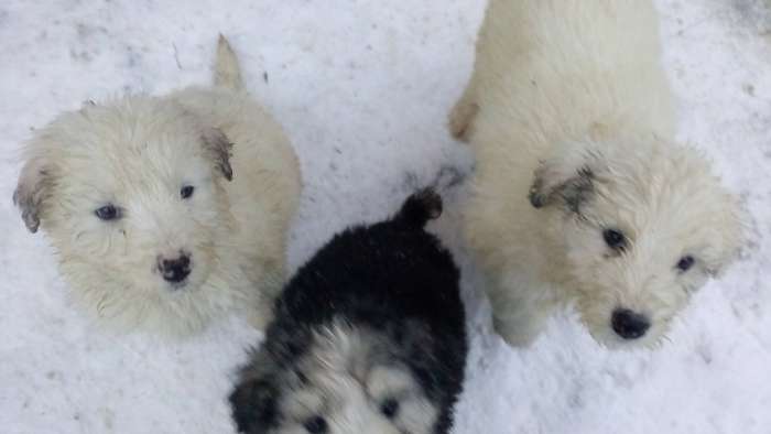 Продам щенков южнорусской овчарки, фотография 3