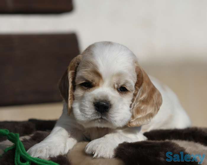 Американский кокер спаниель, фотография 9