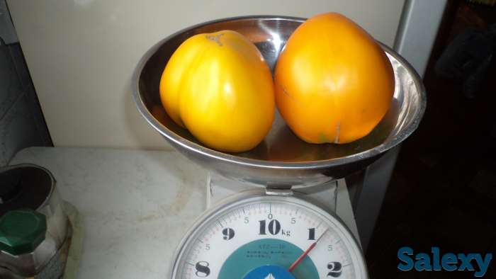 Рассада томатов, самые вкусные сорта, фотография 7