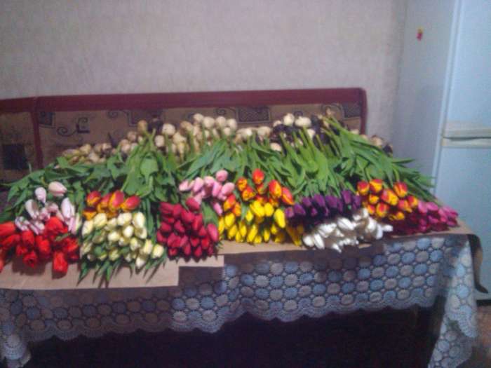 Тюльпаны к 8 марта, фотография 1