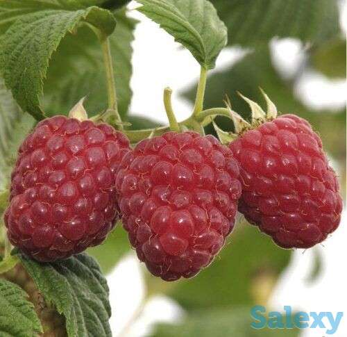 Саженец малины 