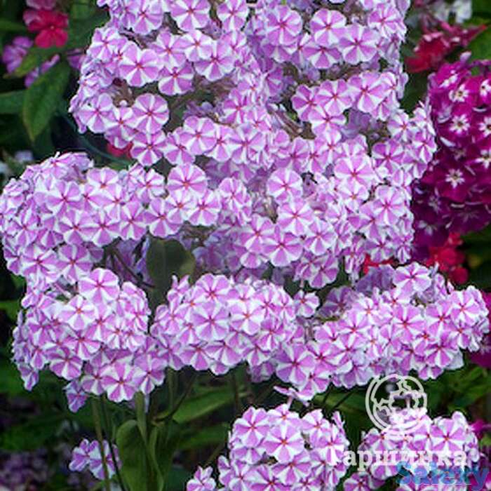 Флокс пирамидальный Наташа, фотография 1