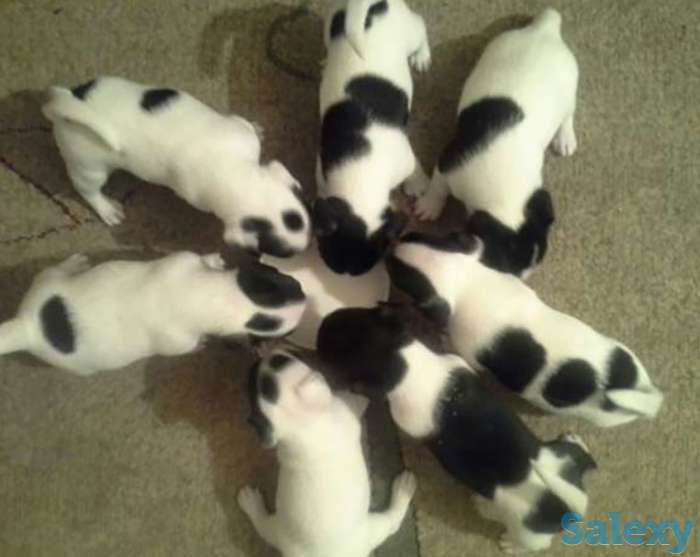 Продам щенков Джек Рассел терьера недорого от заводчика, фотография 1