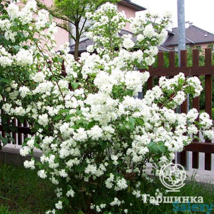 Чубушник шнеештурм, фотография 1