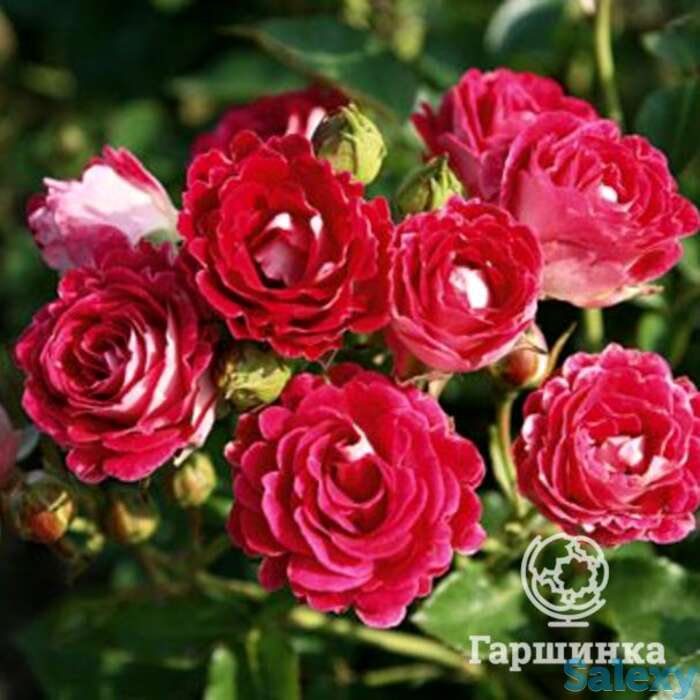 Роза шоне кобленцерин, топалович, фотография 1