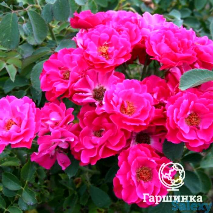 Роза джон франклин канадская парковая к/c, фотография 1