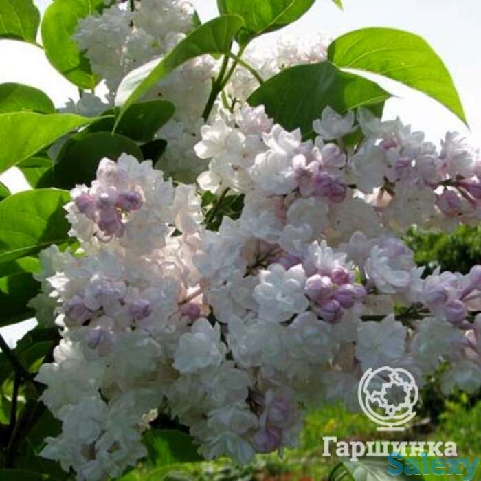 Сирень красавица москвы, фотография 1