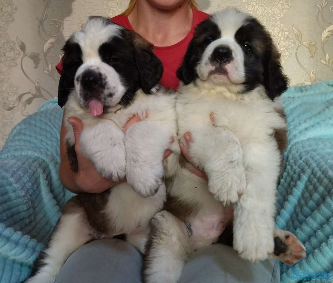 Щенки Сенбернара 1.5 мес, фотография 2