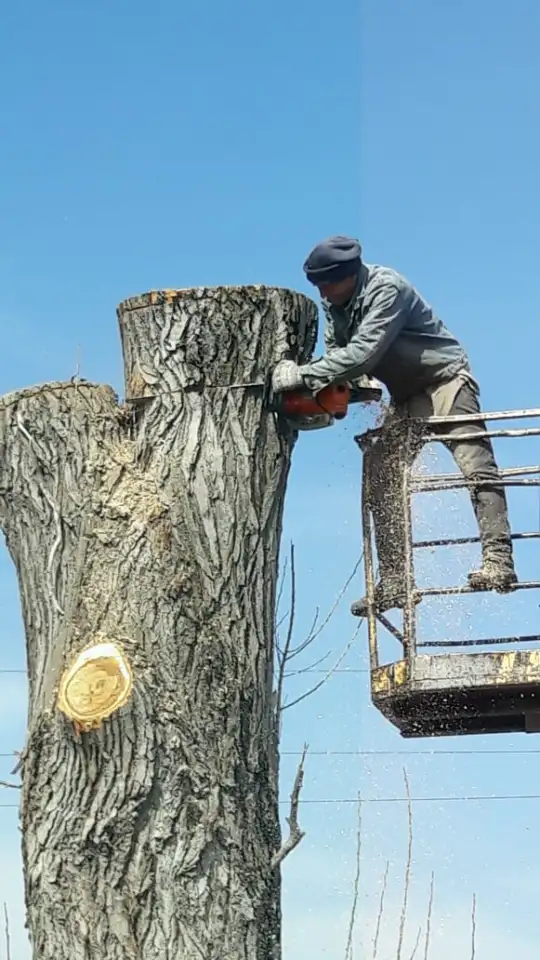 Спил сруб деревьев, фотография 7