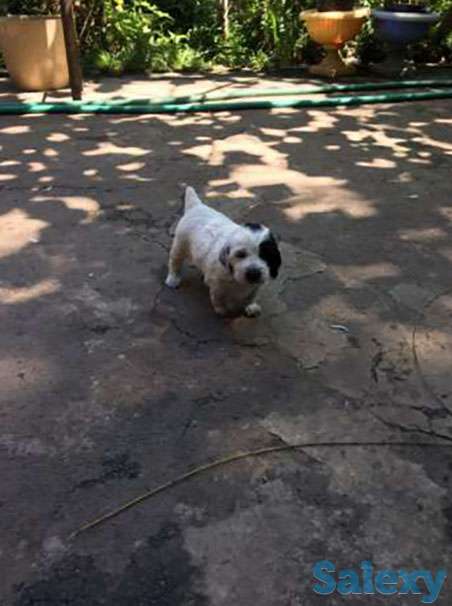 Русский охотничий спаниель, фотография 1