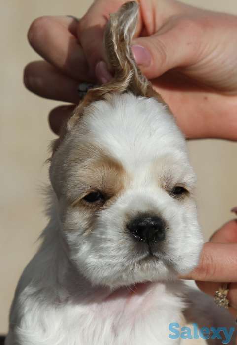 Американский кокер спаниель, фотография 10