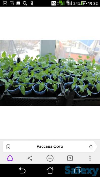 Рассада всех видов, фотография 4