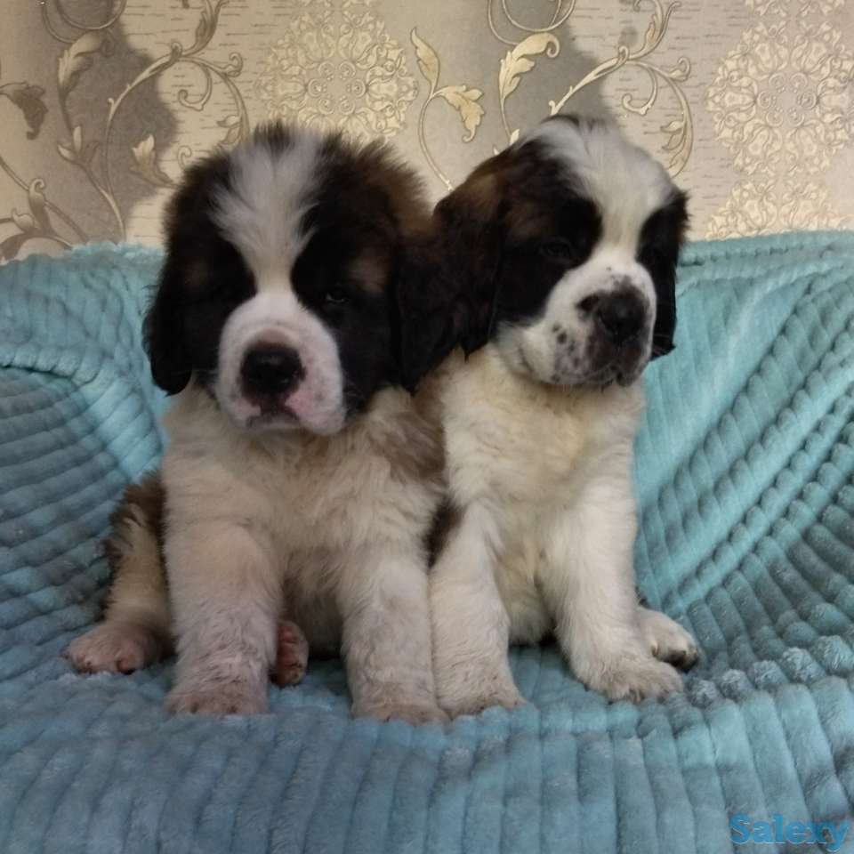 Щенки Сенбернара 1.5 мес, фотография 1