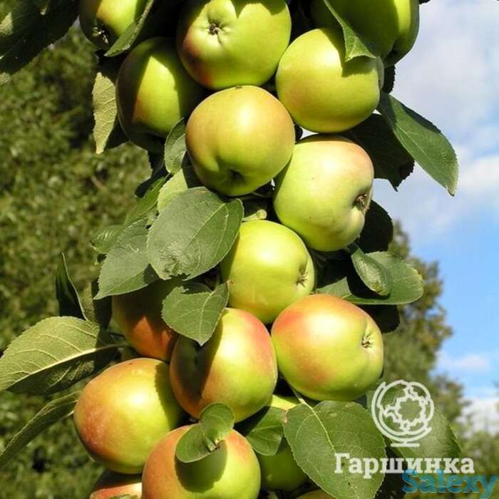 Яблоня янтарное ожерелье колоновидная 2-летка, фотография 1