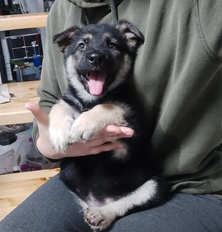 Чистокровные щенки Восточноевропейской овчарки, фотография 5