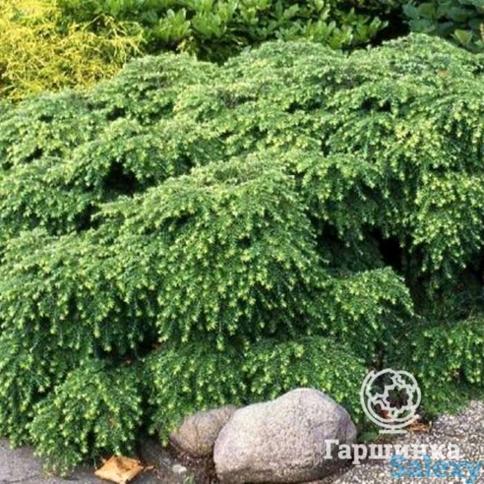 Тсуга нана канадская, фотография 1