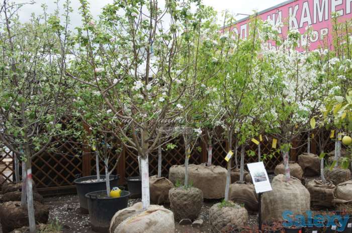 озеленение деревьями, фотография 1