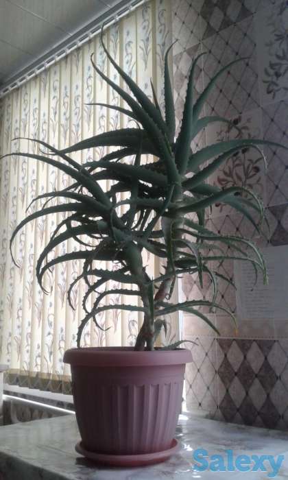 Продам Алое 3летний, фотография 1