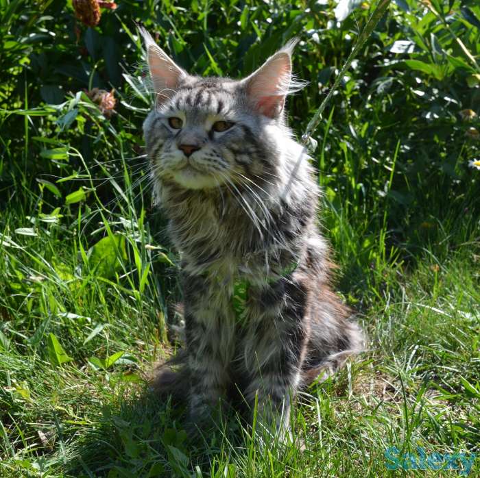 Шикарные котята Мейн-куна!, фотография 1