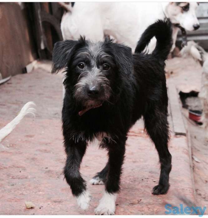 Фрейя отдается в добрые руки, фотография 1