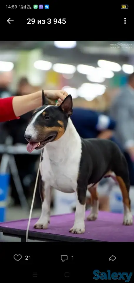 Миниатюрный бультерьер, фотография 19
