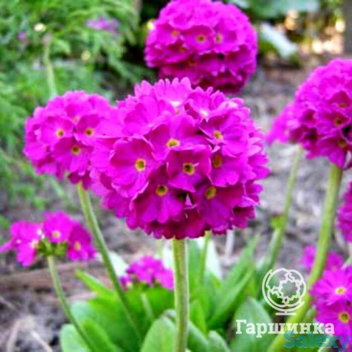 Примула мелкозубчатая Ред, фотография 1