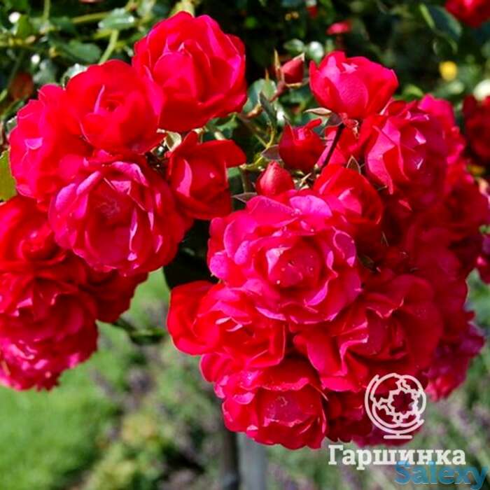 Роза гертнерфройде/тоскана, кордес, фотография 1