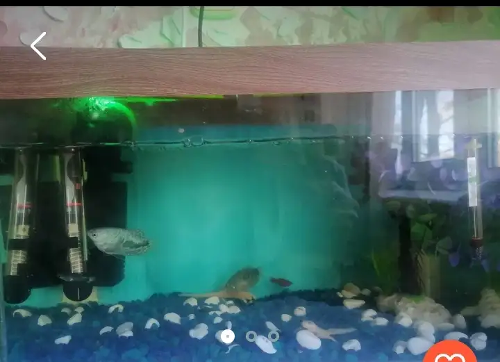 Аквариум с рыбками, фотография 1