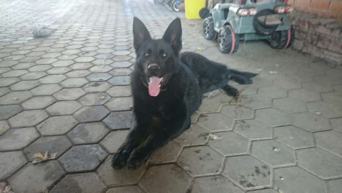 Вязка с черной немецкой овчаркой, фотография 1