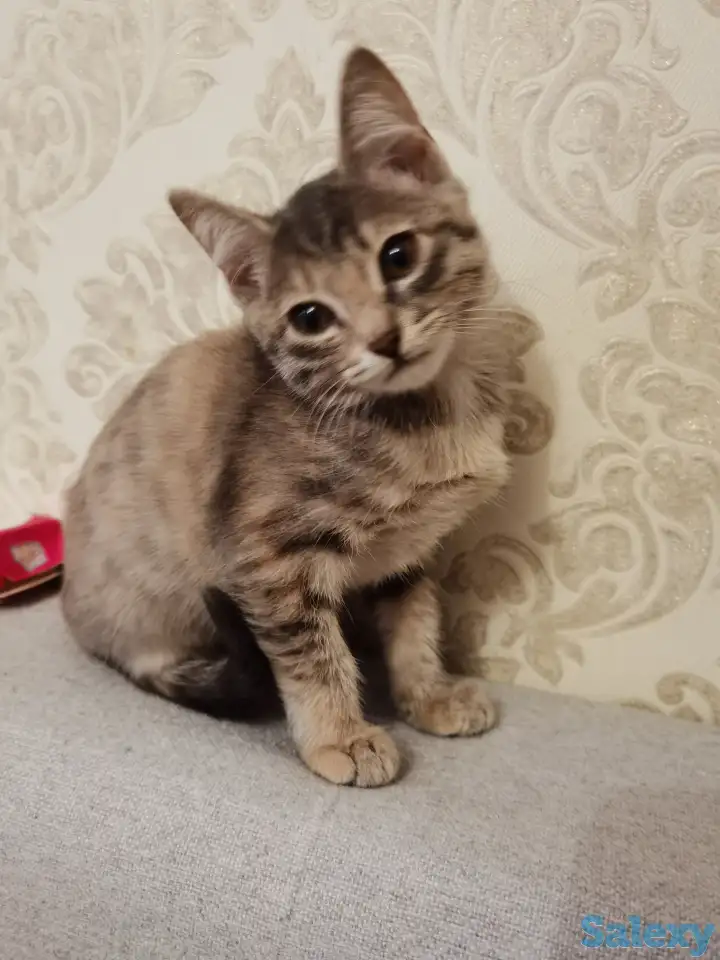 Отдам котят в хорошие руки, фотография 3