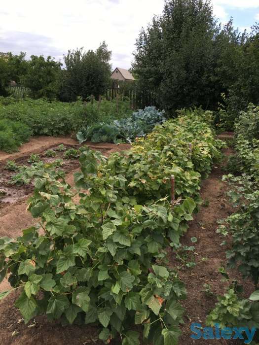 Продам дачу в обществе Союз, фотография 4