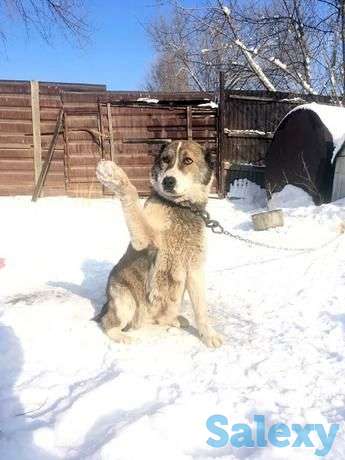 Питбуль + Алабай. Отдам в хоршие руки, фотография 1