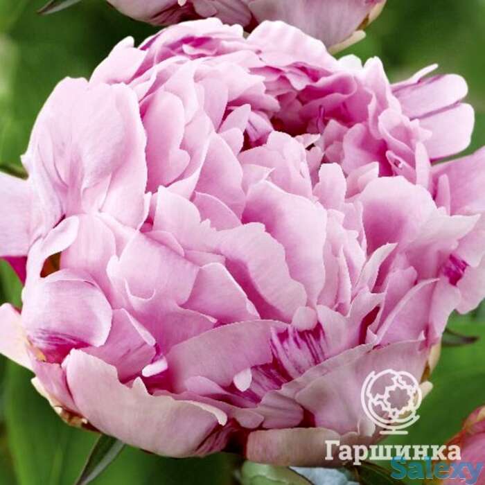 Пион сюзетт, фотография 1