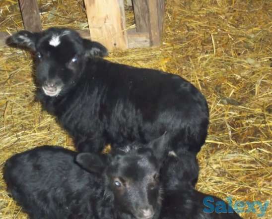 Продажа ягнят., фотография 1