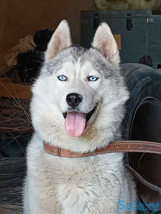 Продам чистокровную хаски  2гола все вопросы по телефону, фотография 1