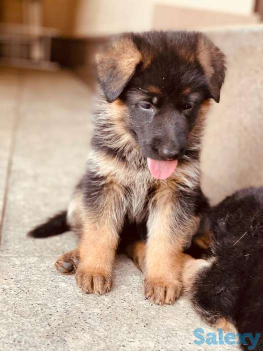 Породистые щенки немецкой овчарки, фотография 5