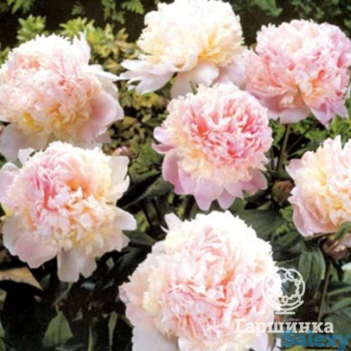 Пион лекарственный мутабилис плена, фотография 1