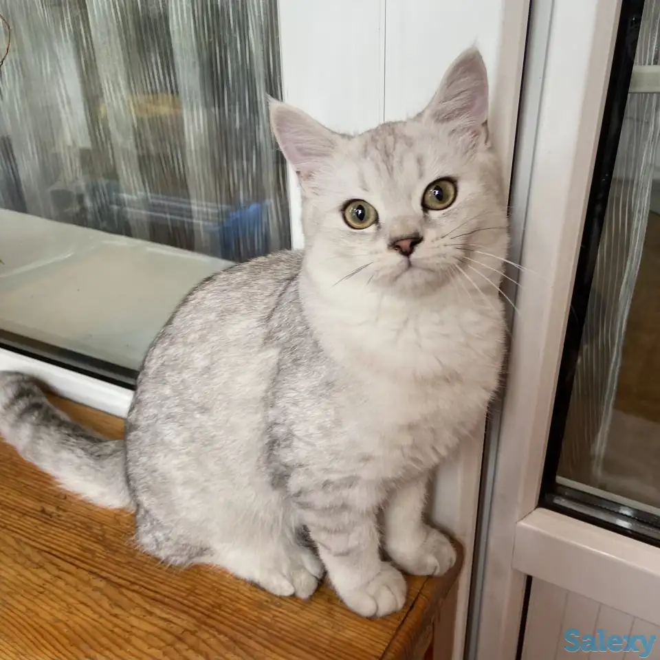 Продам кота, фотография 1