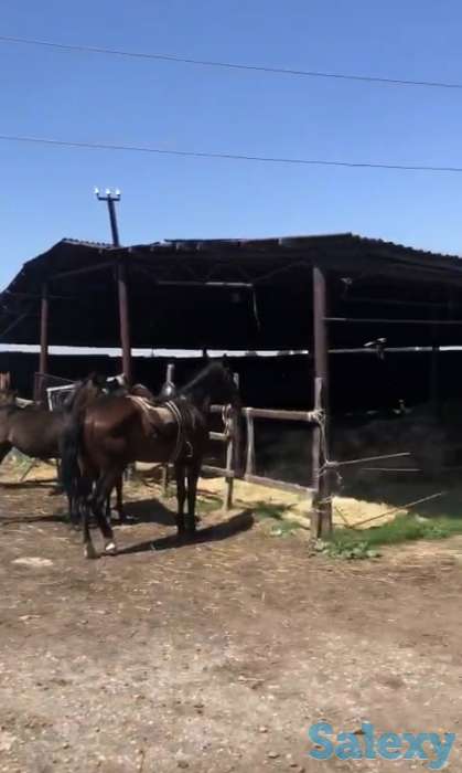 Ипподром КОКБАСТАУ, фотография 4