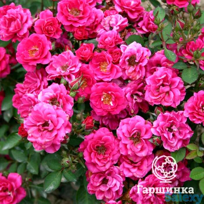 Роза Блю Парад миниатюрная, фотография 1