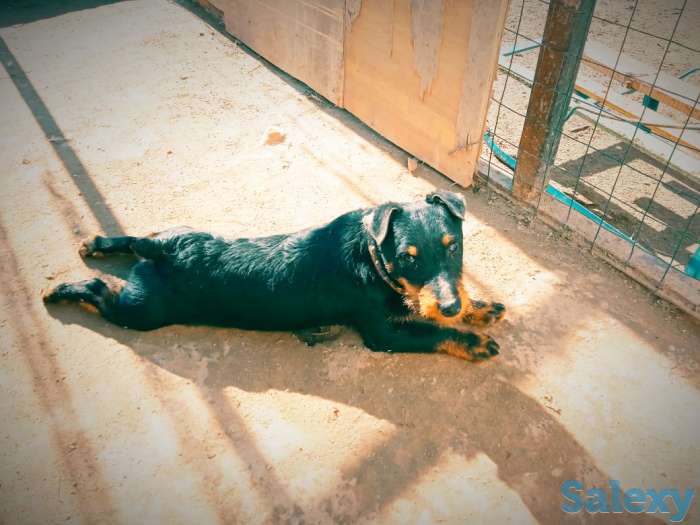 Ягдтерьер, фотография 1